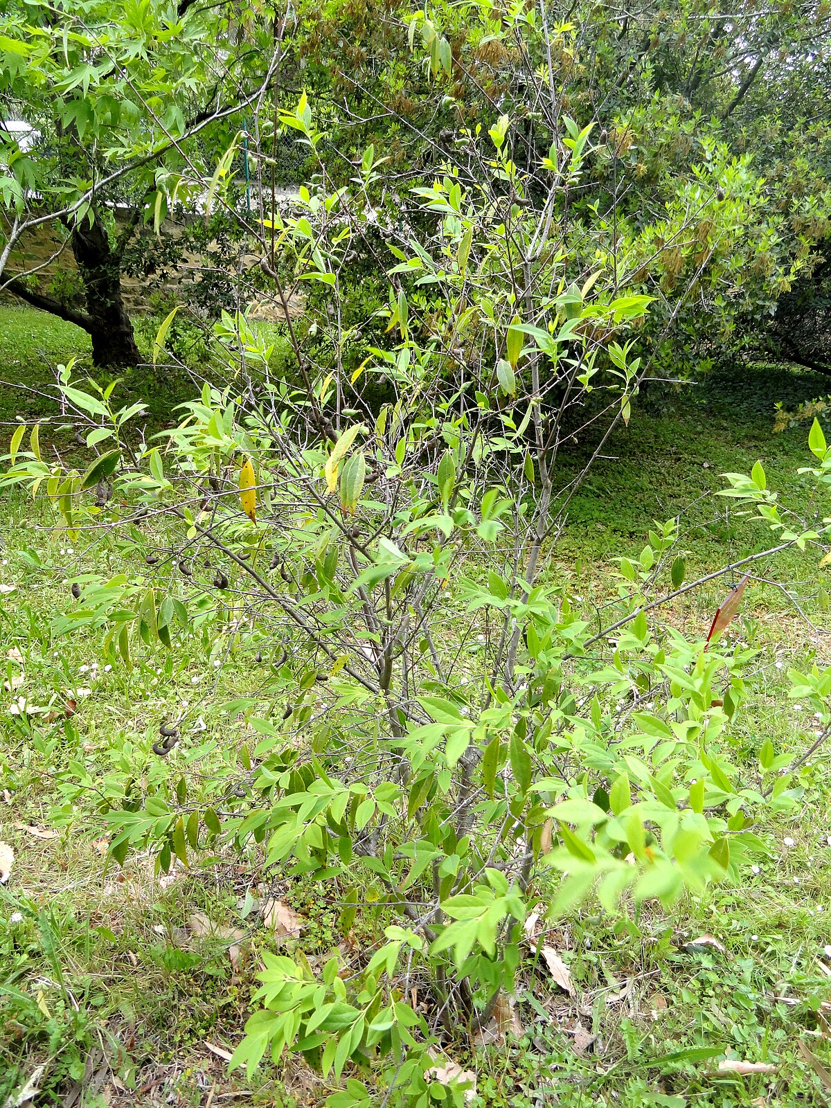 Chimonanthus salicifolius