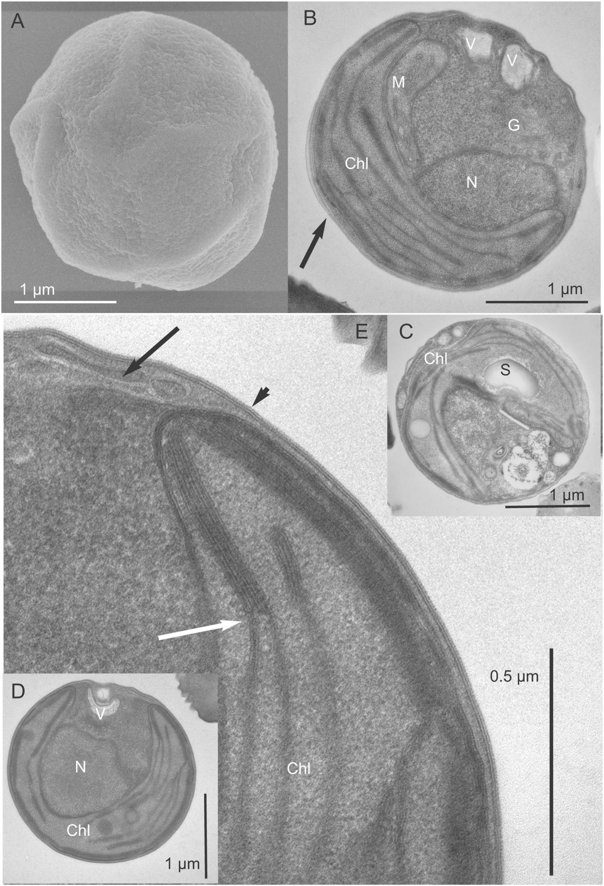 Chloropicon primus