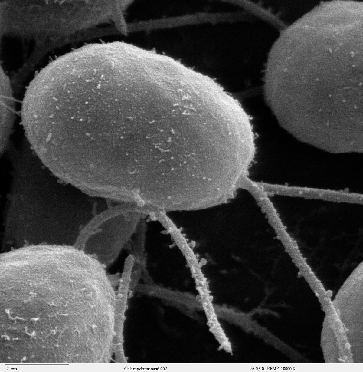 Chlamydomonas schloesseri