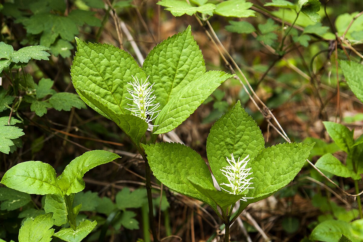 Chloranthus sessilifolius