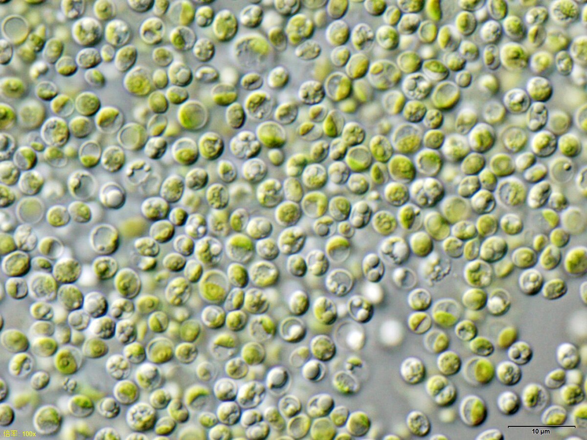 Chlorella variabilis