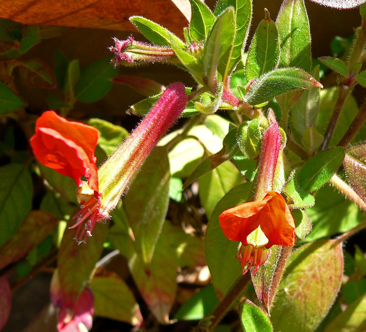 Cuphea Hookeriana