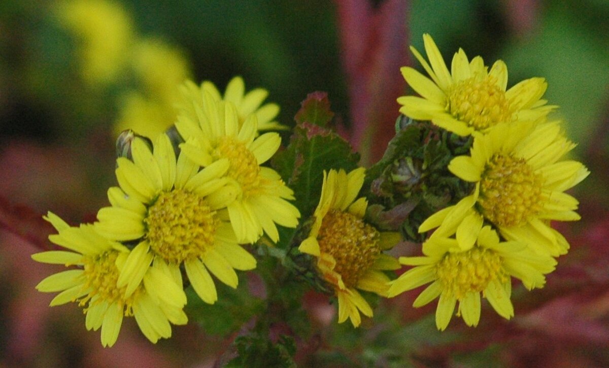 Chrysanthemum x