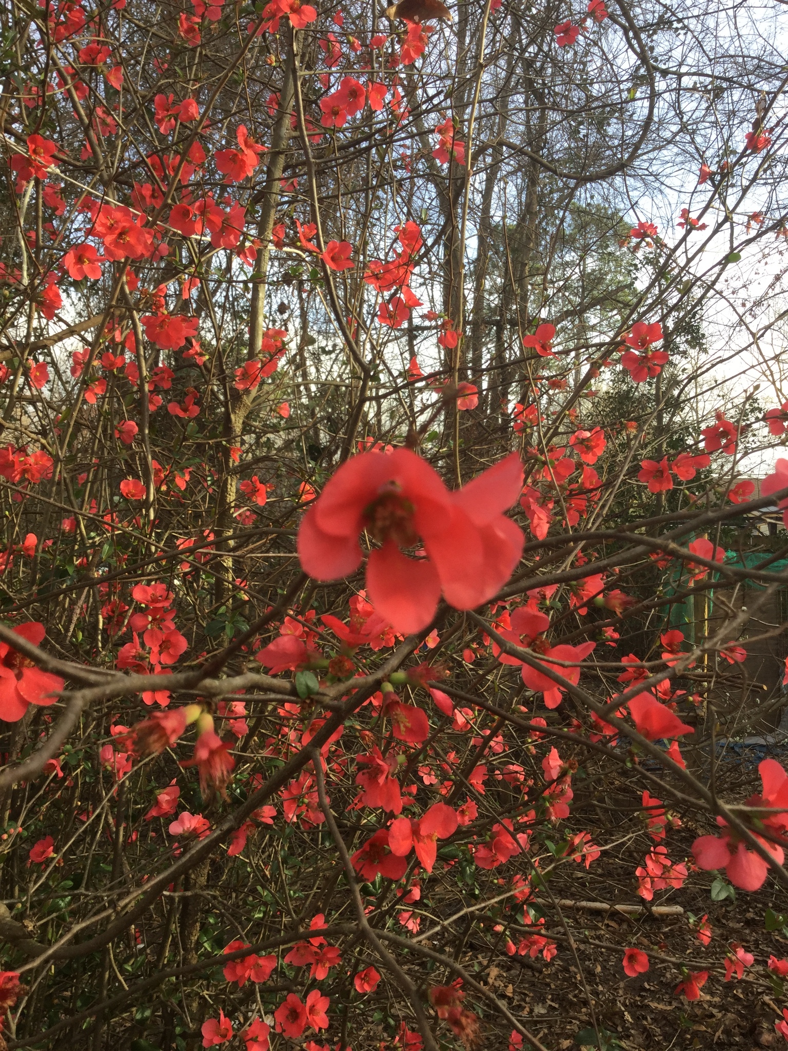 Chaenomeles speciosa