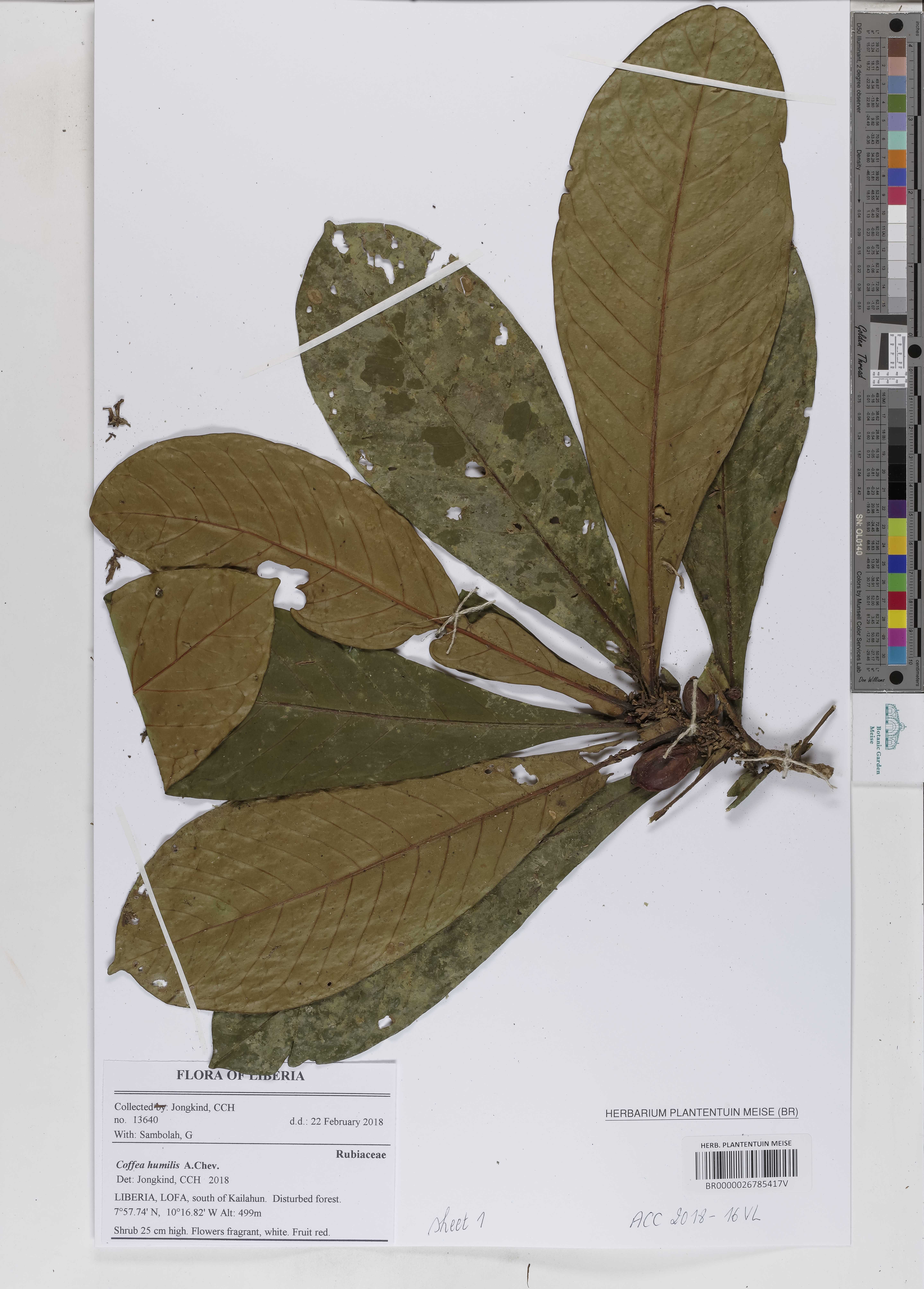 Coffea humilis