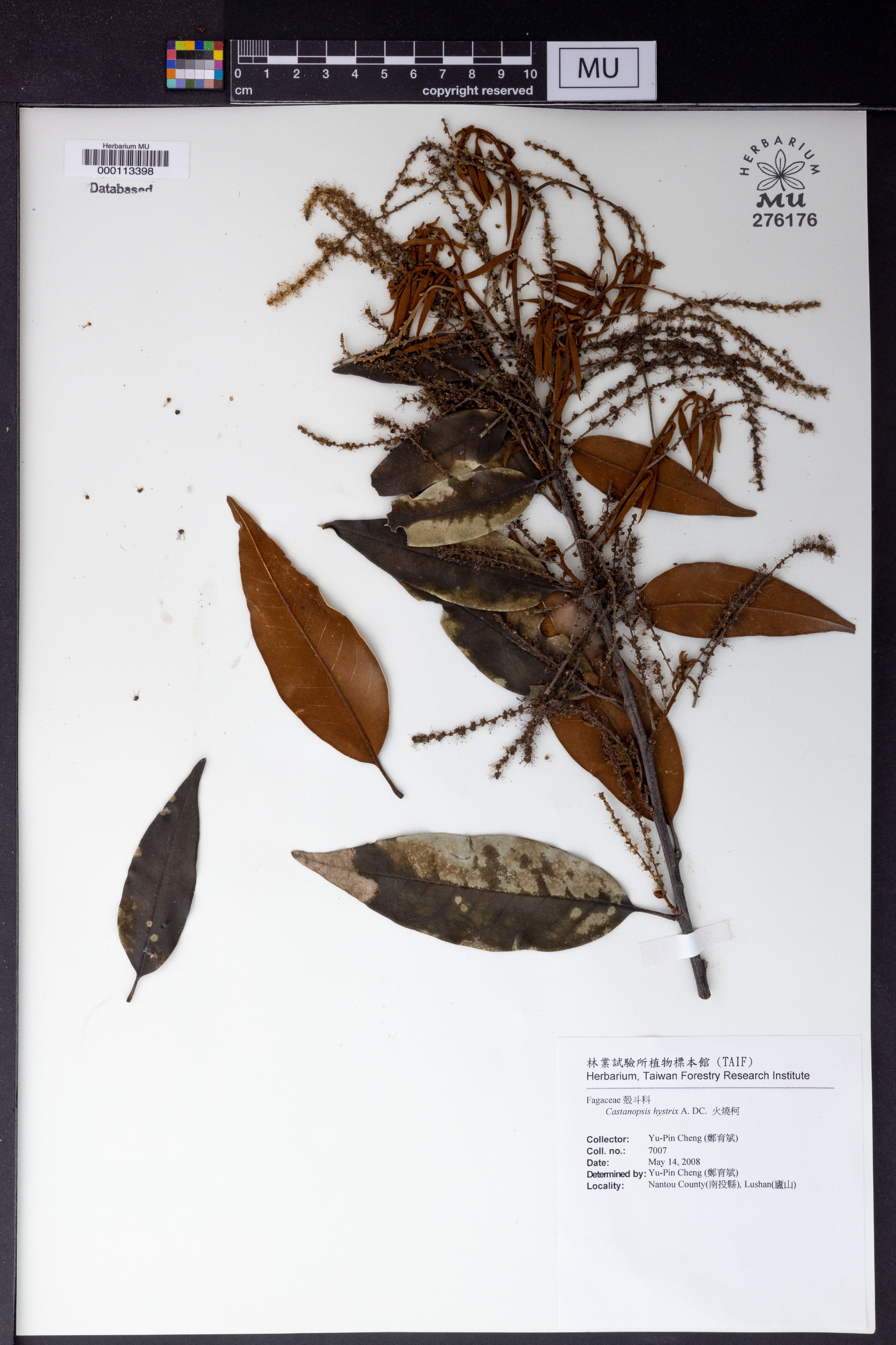 Castanopsis hystrix