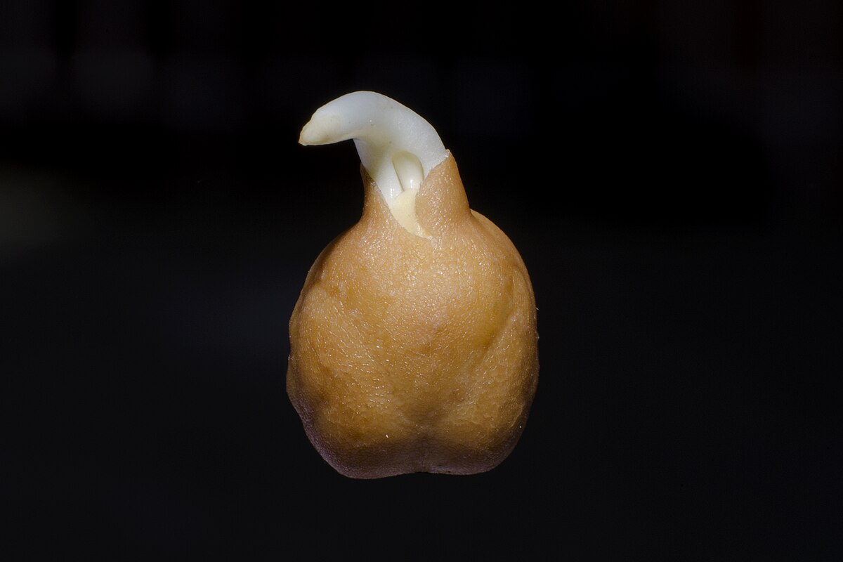Cicer arietinum