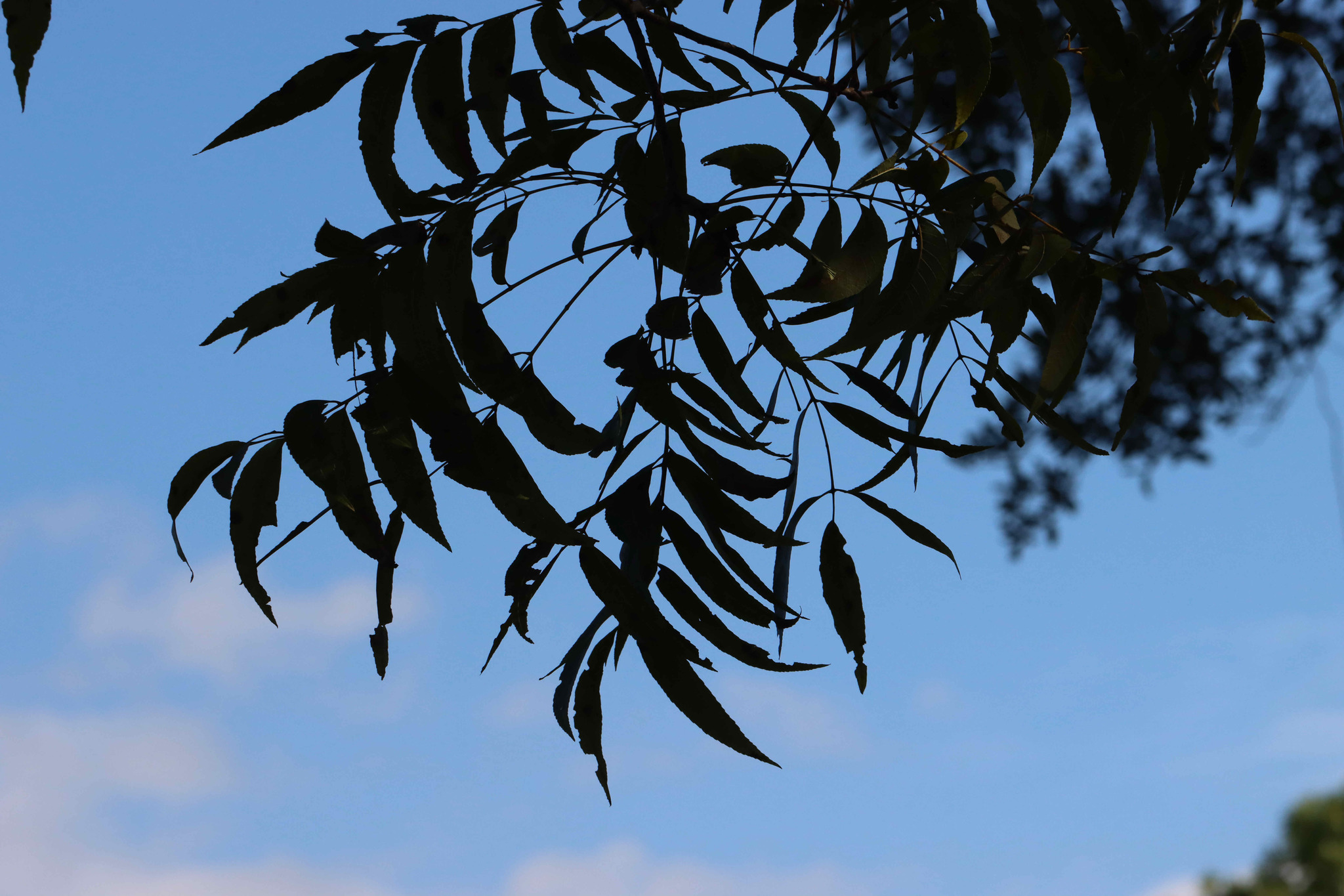 Carya illinoinensis