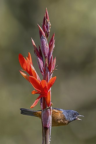 Canna indica