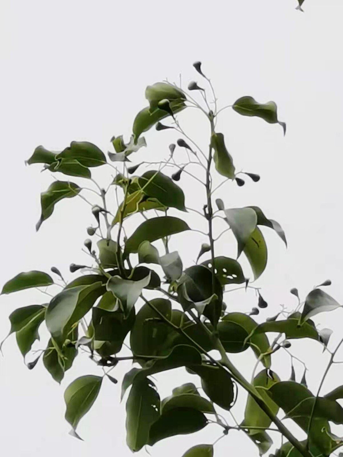 Cinnamomum kanehirae