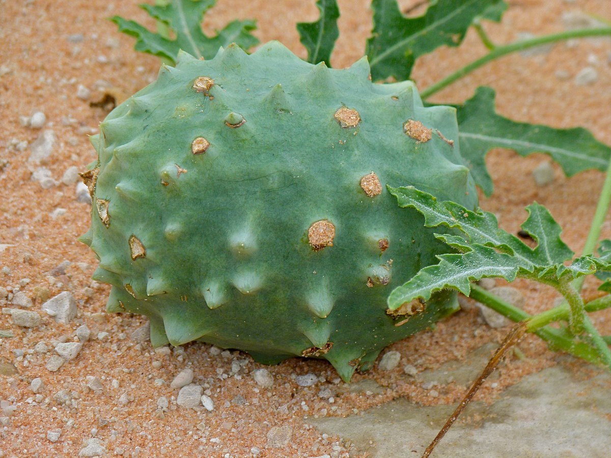 Citrullus naudinianus
