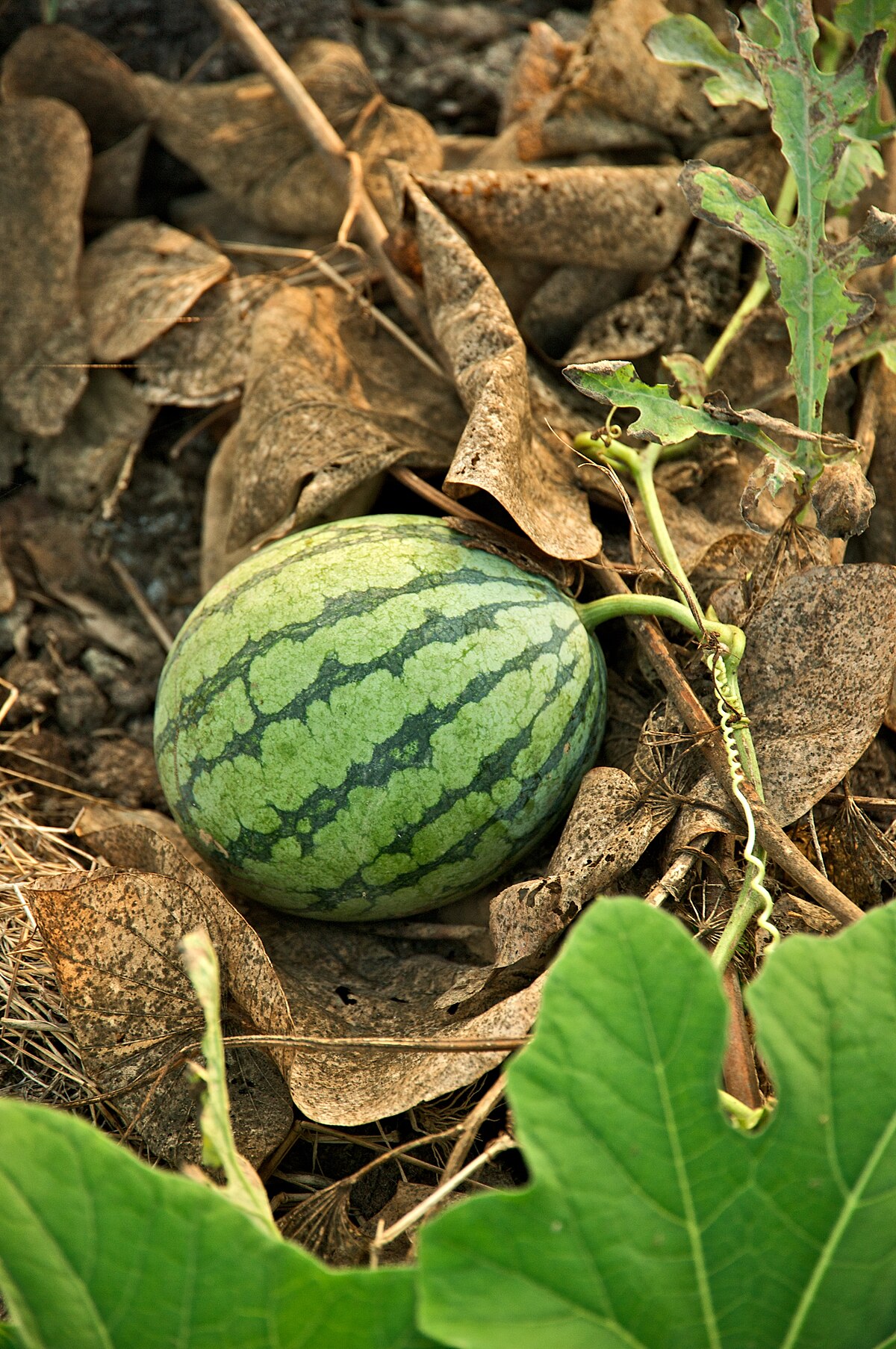 Citrullus lanatus PI254622