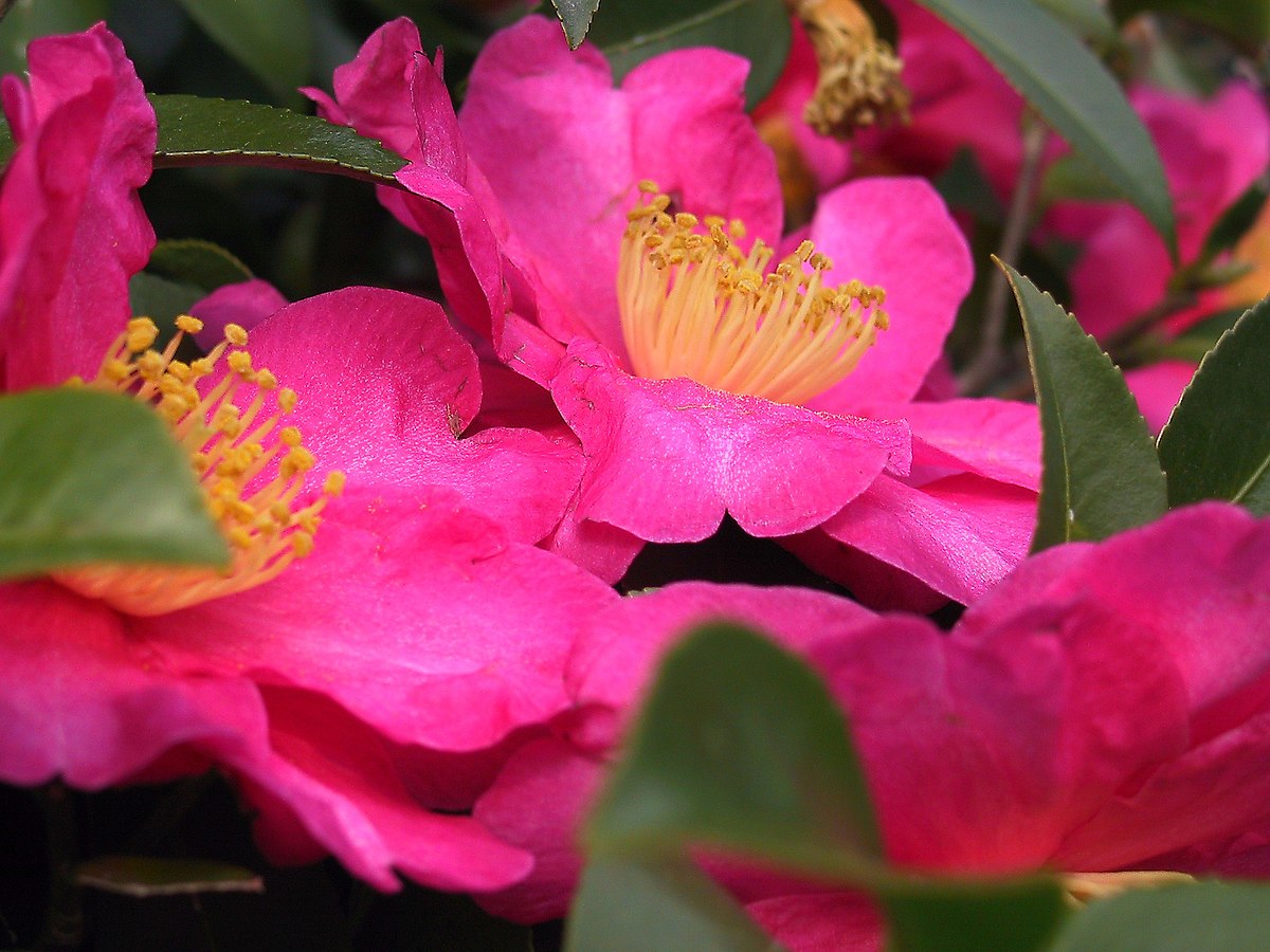 Camellia lanceoleosa
