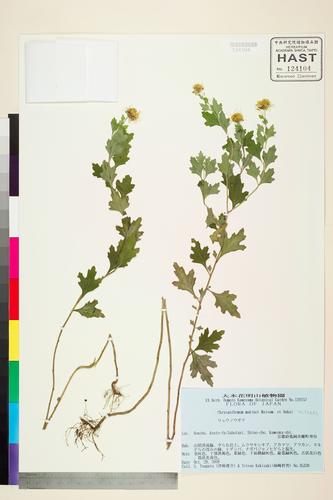 Chrysanthemum makinoi