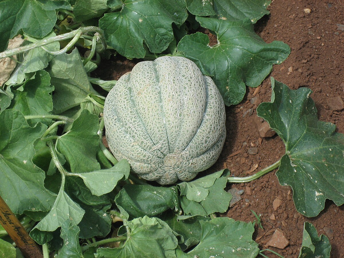 Cucumis melo Kuizilikjiz
