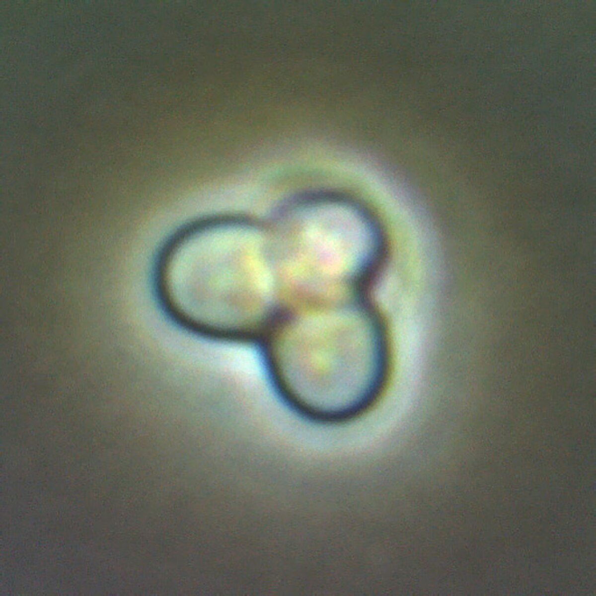 Cyanidioschyzon