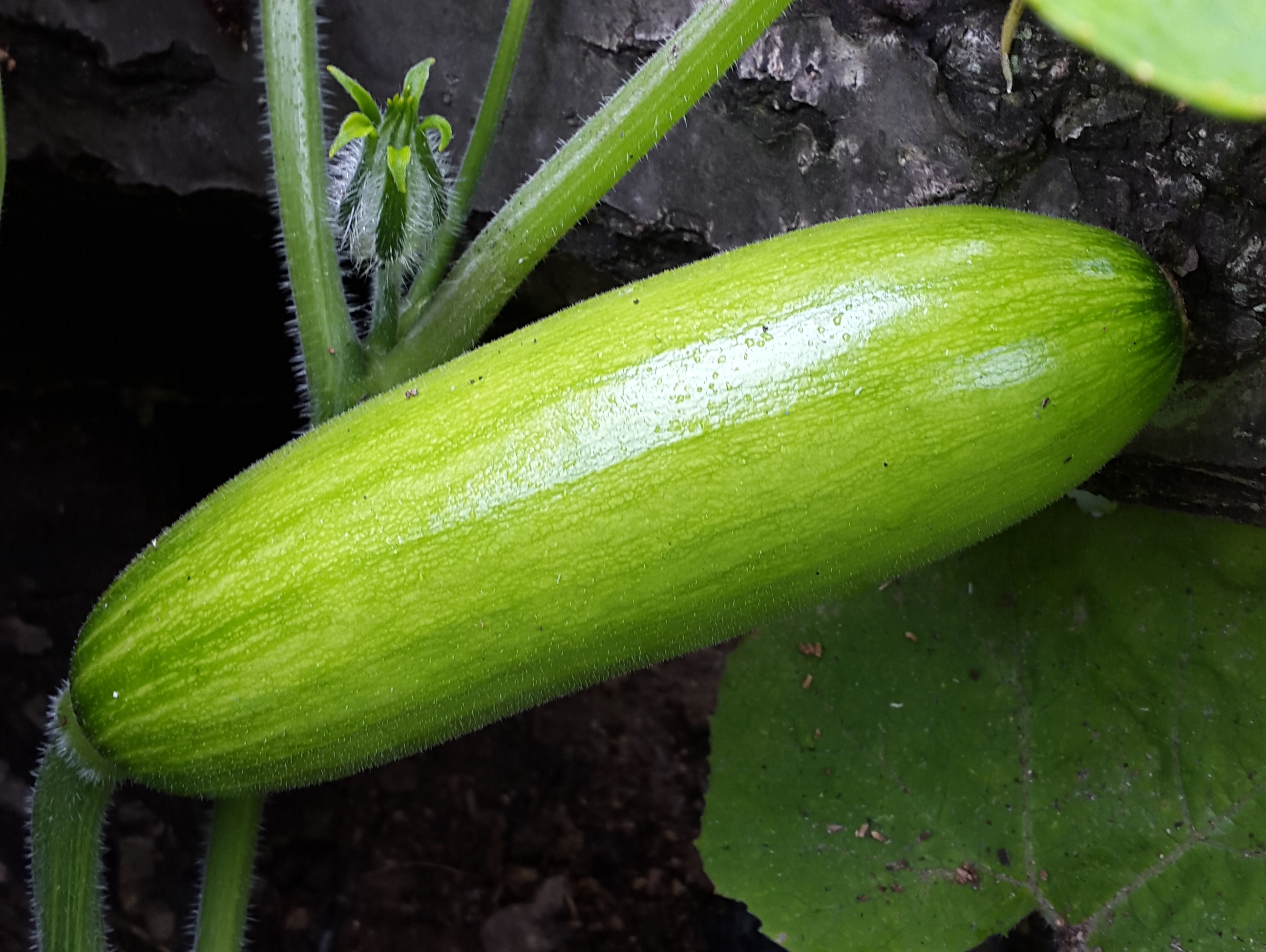 Cucurbita moschata