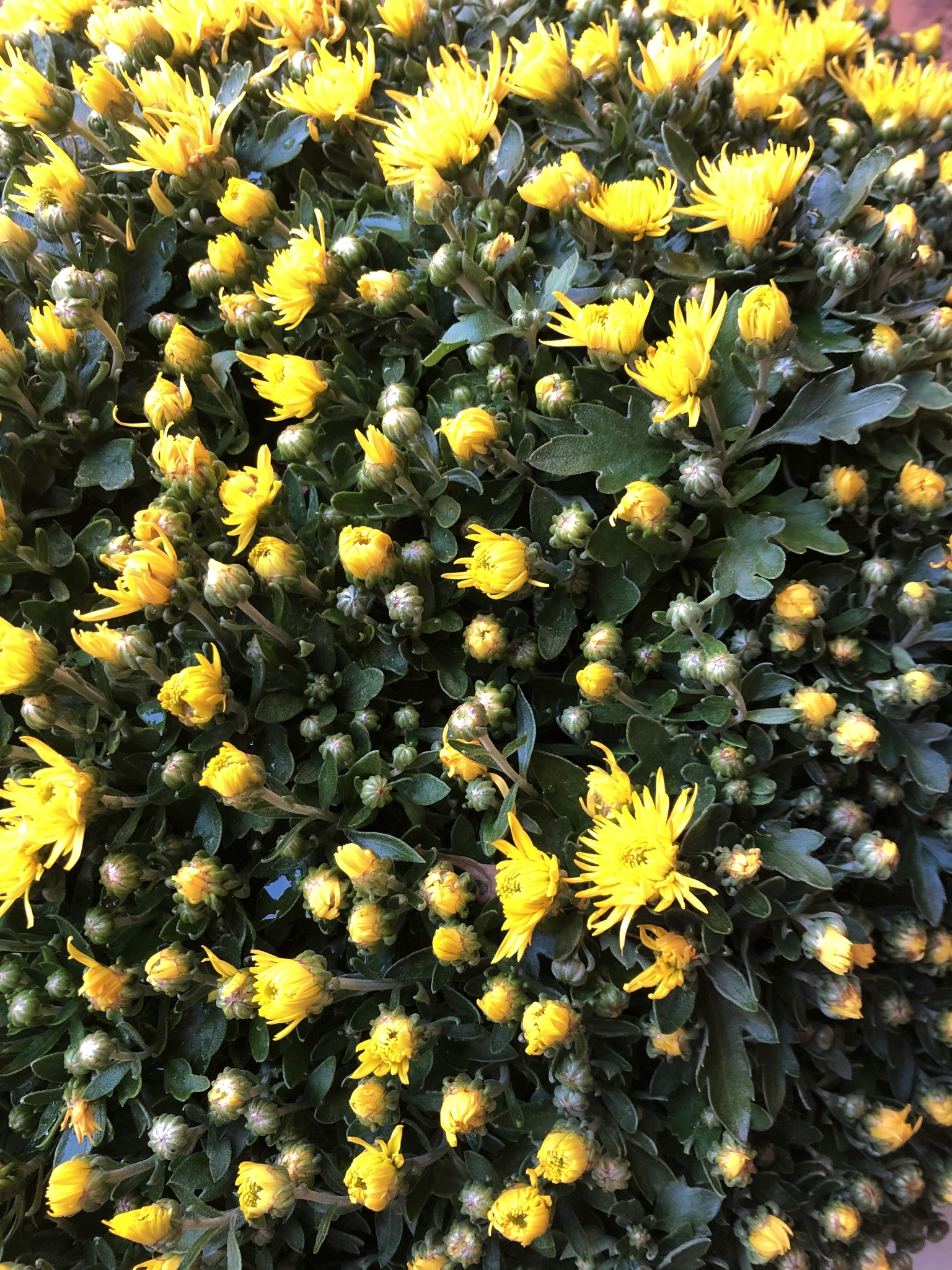 Chrysanthemum morifolium
