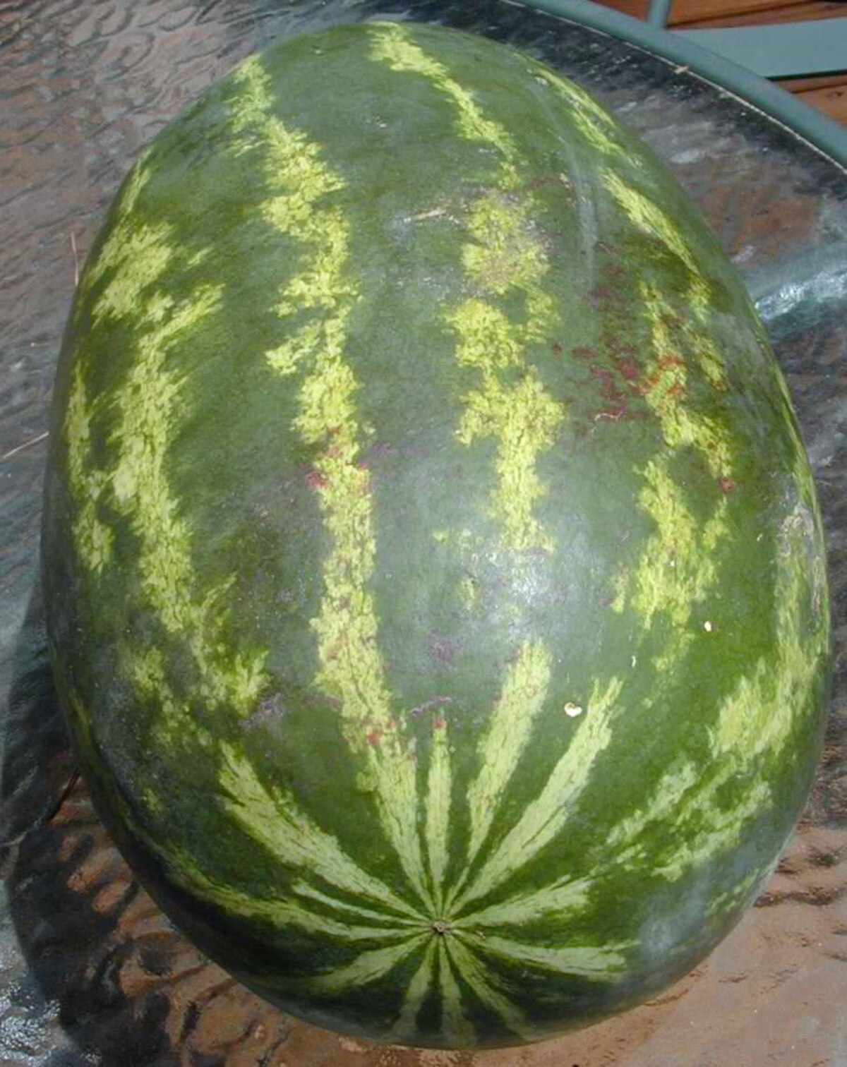 Citrullus mucosospermus PI595203