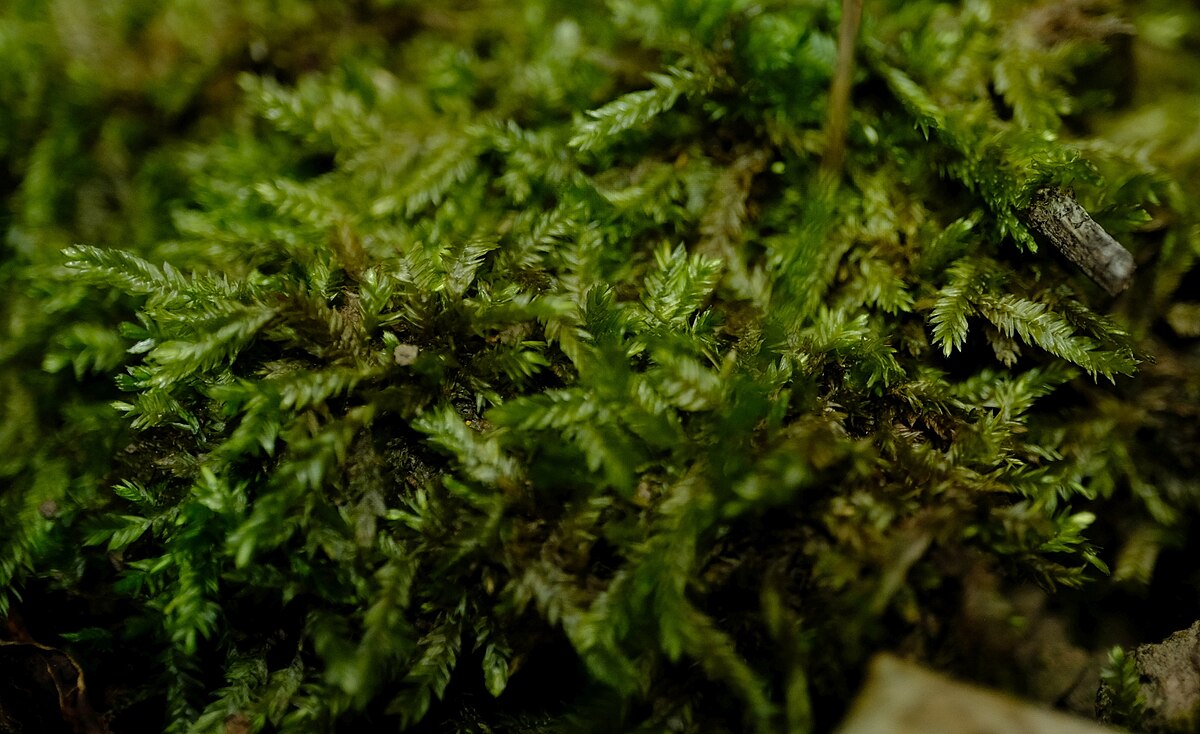 Catagonium nitens 617
