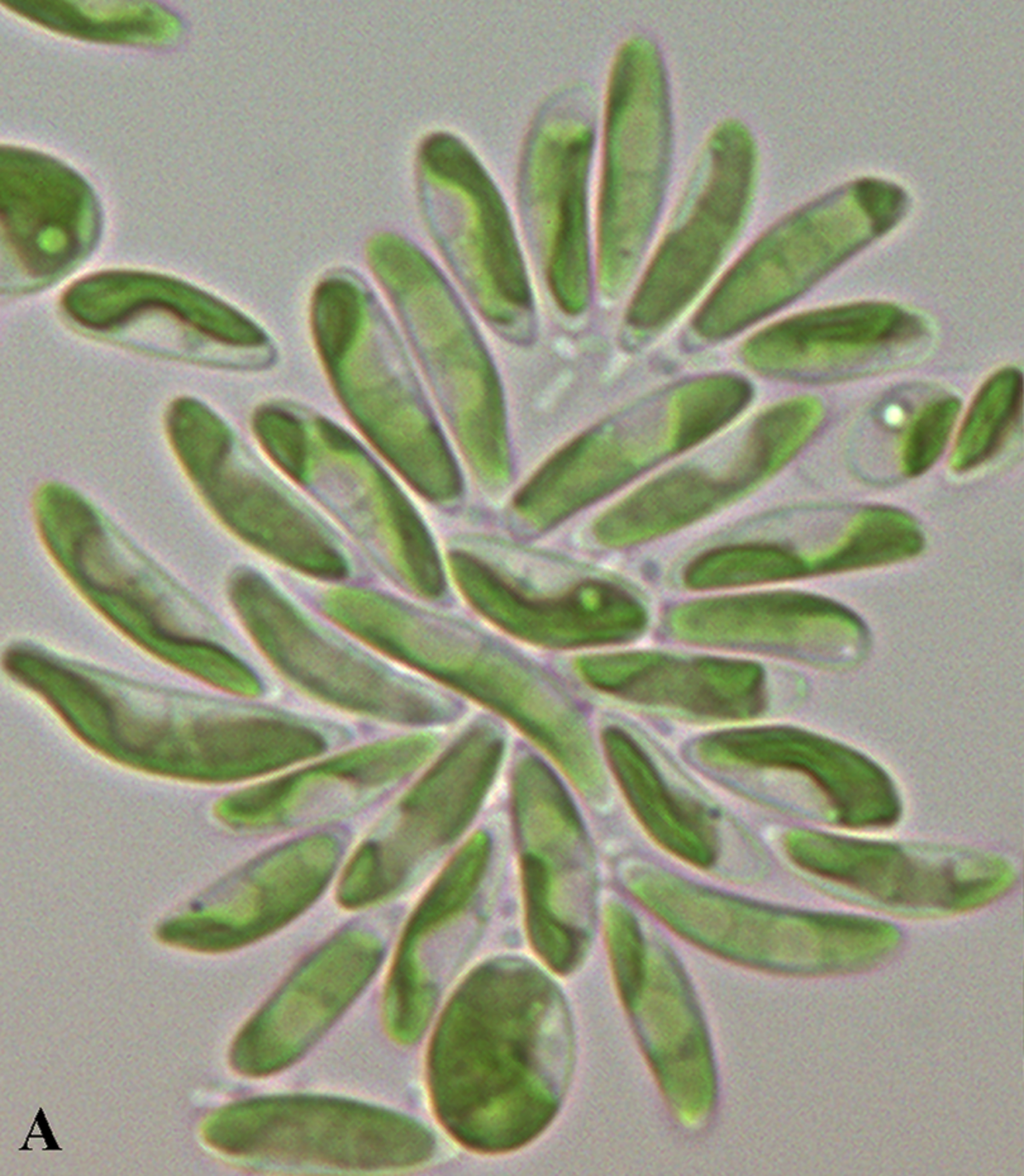 Coccomyxa viridis
