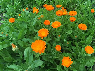 Calendula officinalis