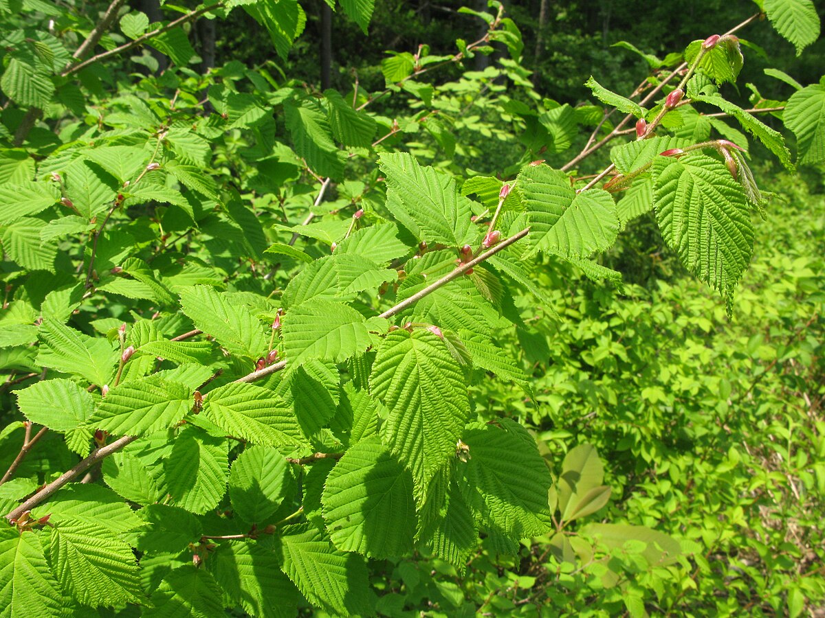 Corylus sieboldiana