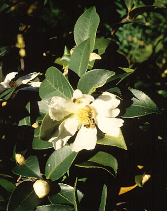 Camellia oleifera