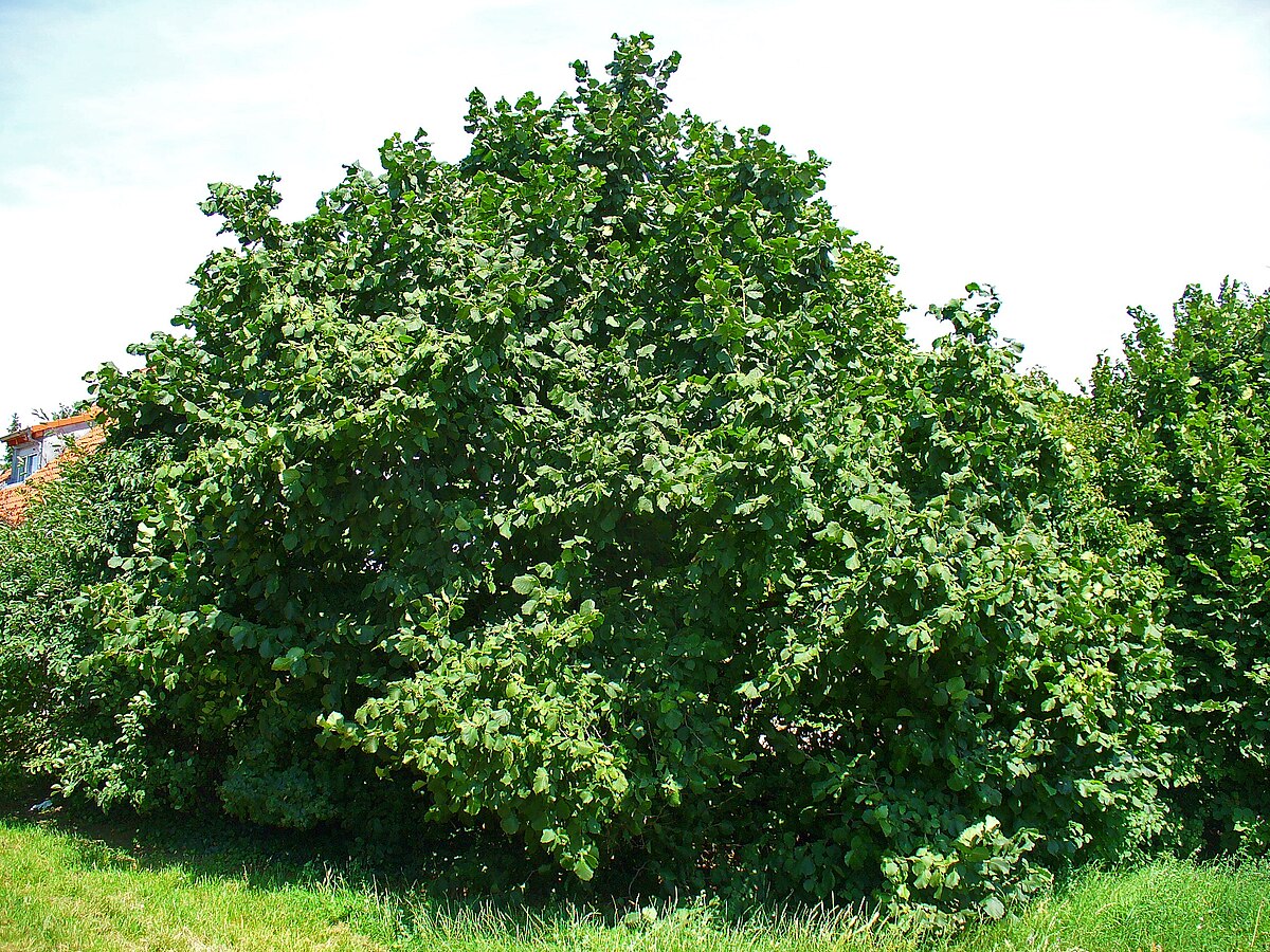 Corylus mandshurica
