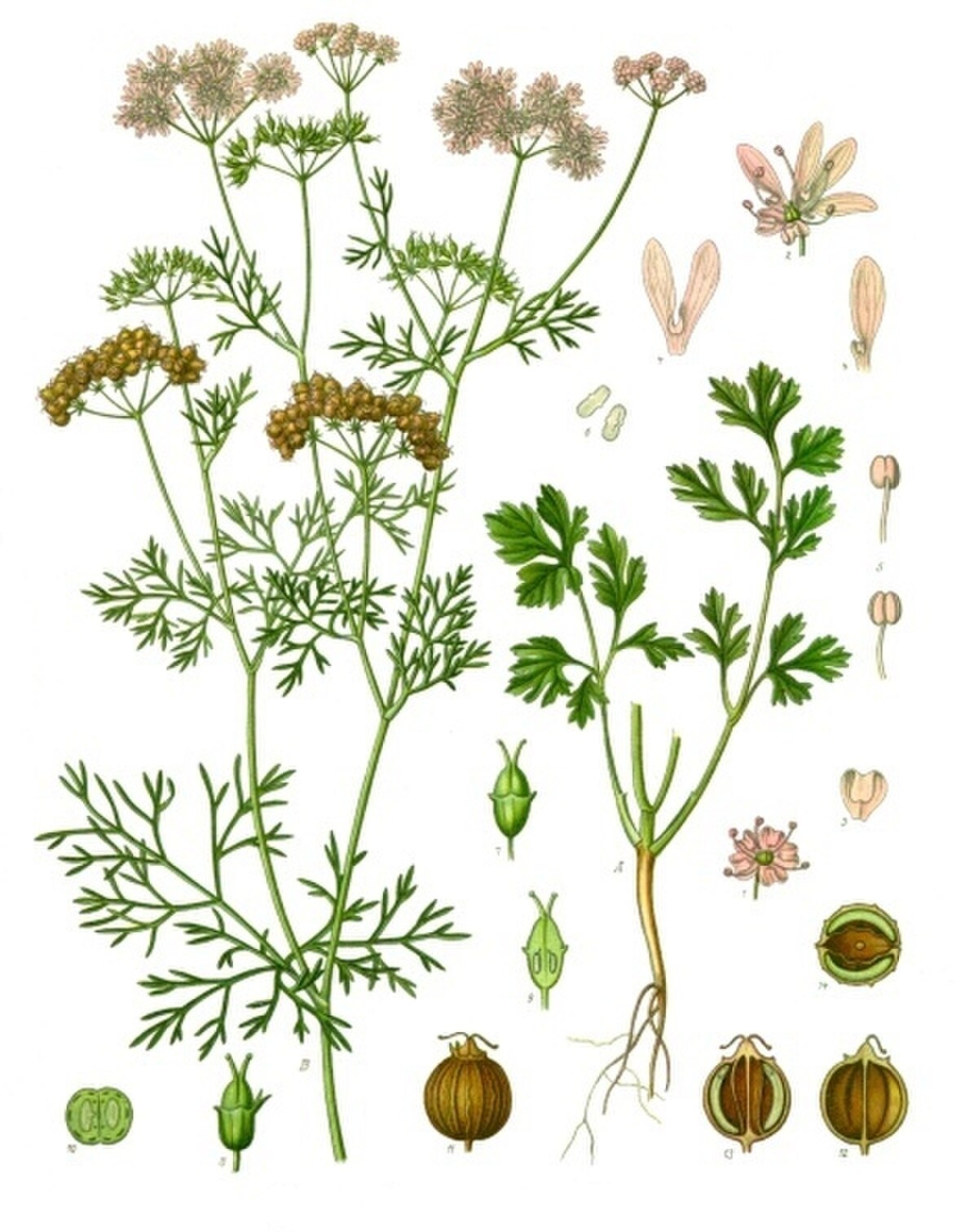 Coriandrum sativum