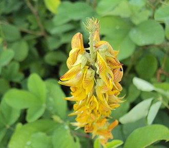 Crotalaria pallida