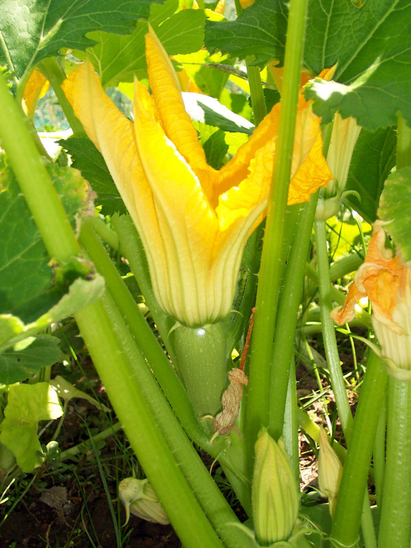 Cucurbita pepo