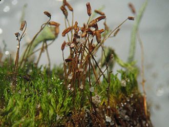 Ceratodon purpureus