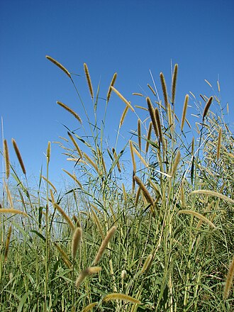 Cenchrus purpureus