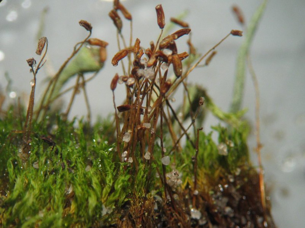 Ceratodon purpureus R40