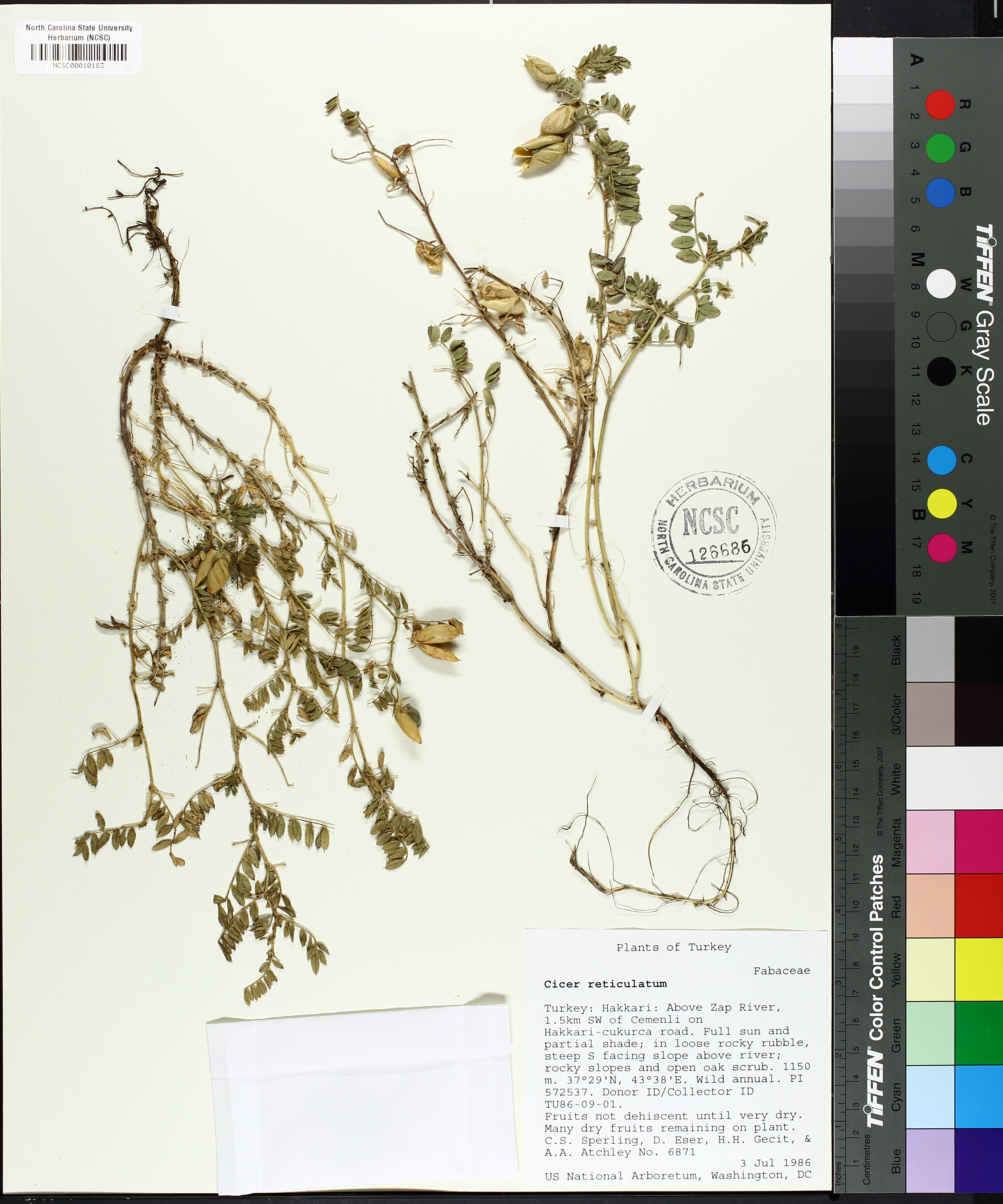 Cicer reticulatum PI670011
