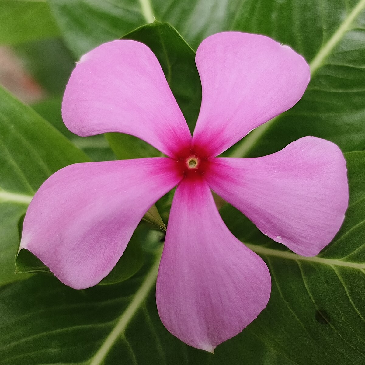 Catharanthus roseus