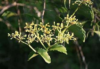 Cissus rotundifolia