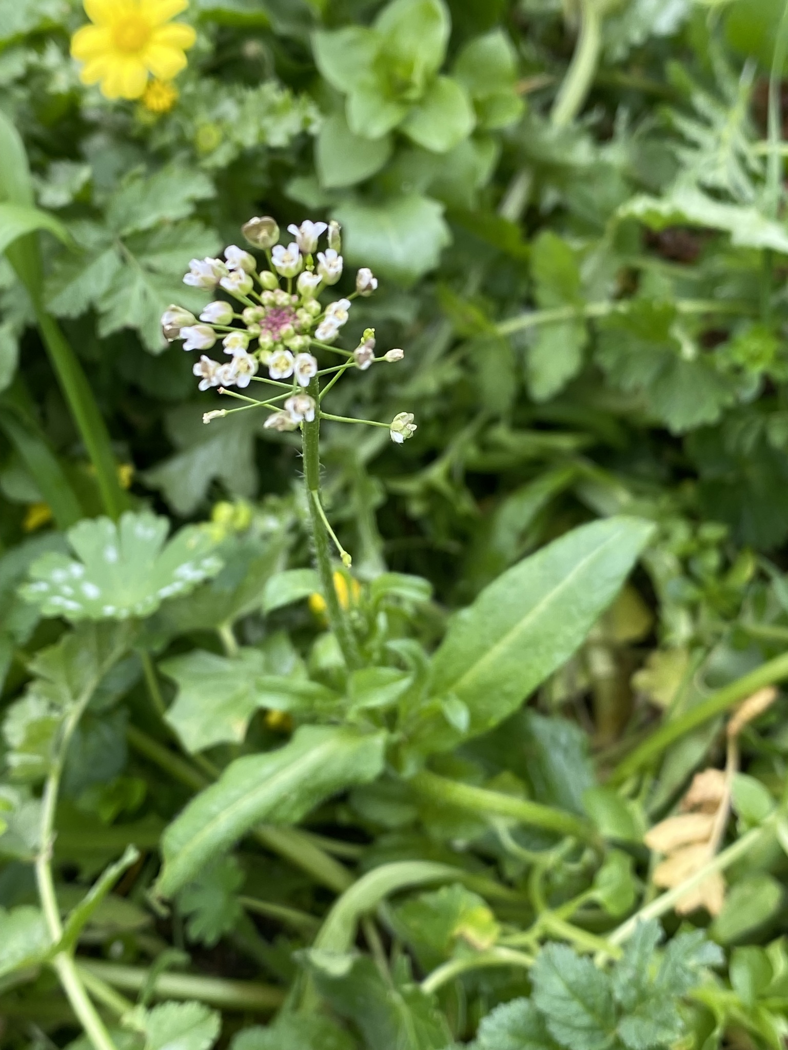 Capsella rubella