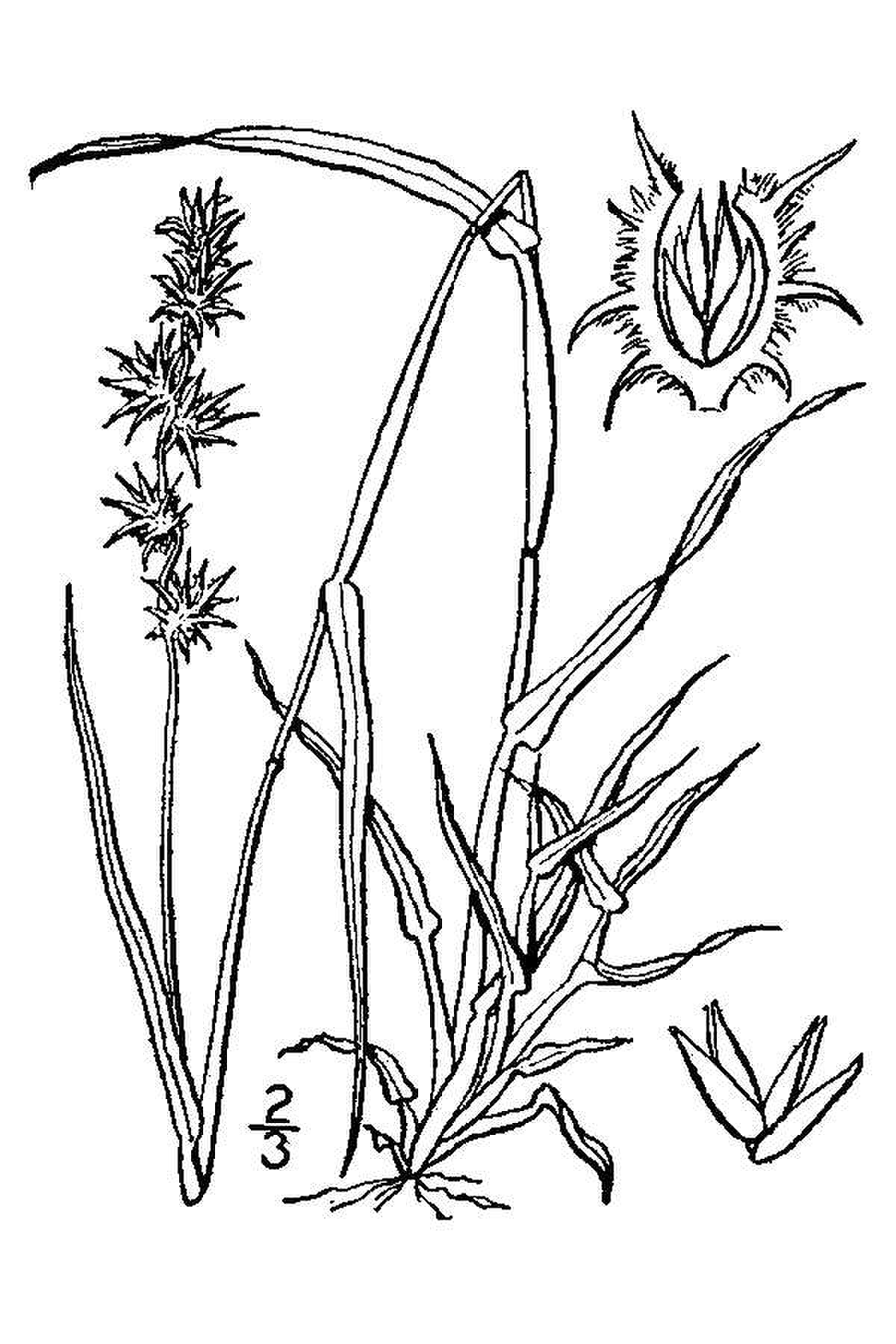 Cenchrus spicatus IZO01