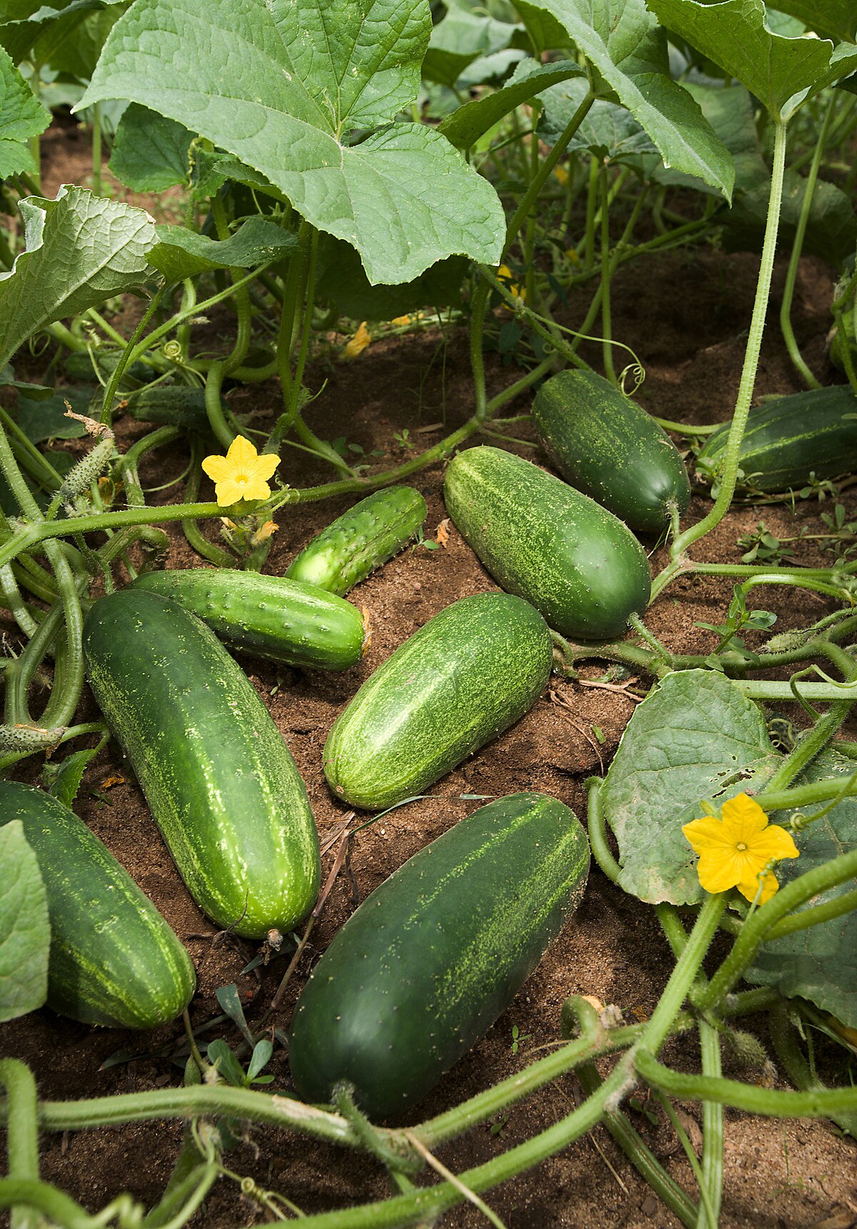 Cucumis sativus CLv4