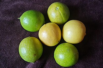 Citrus x aurantiifolia