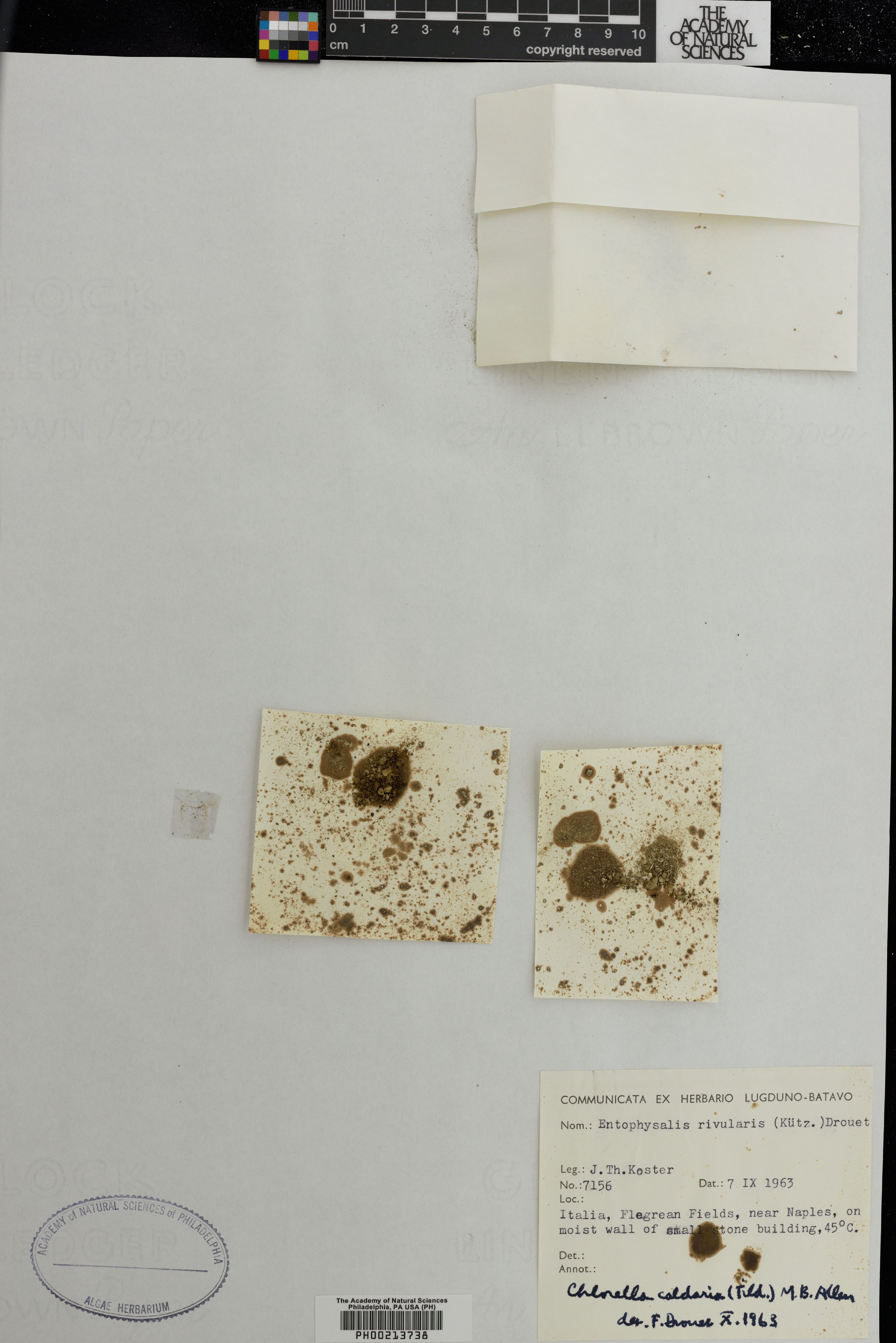 Cyanidium caldarium