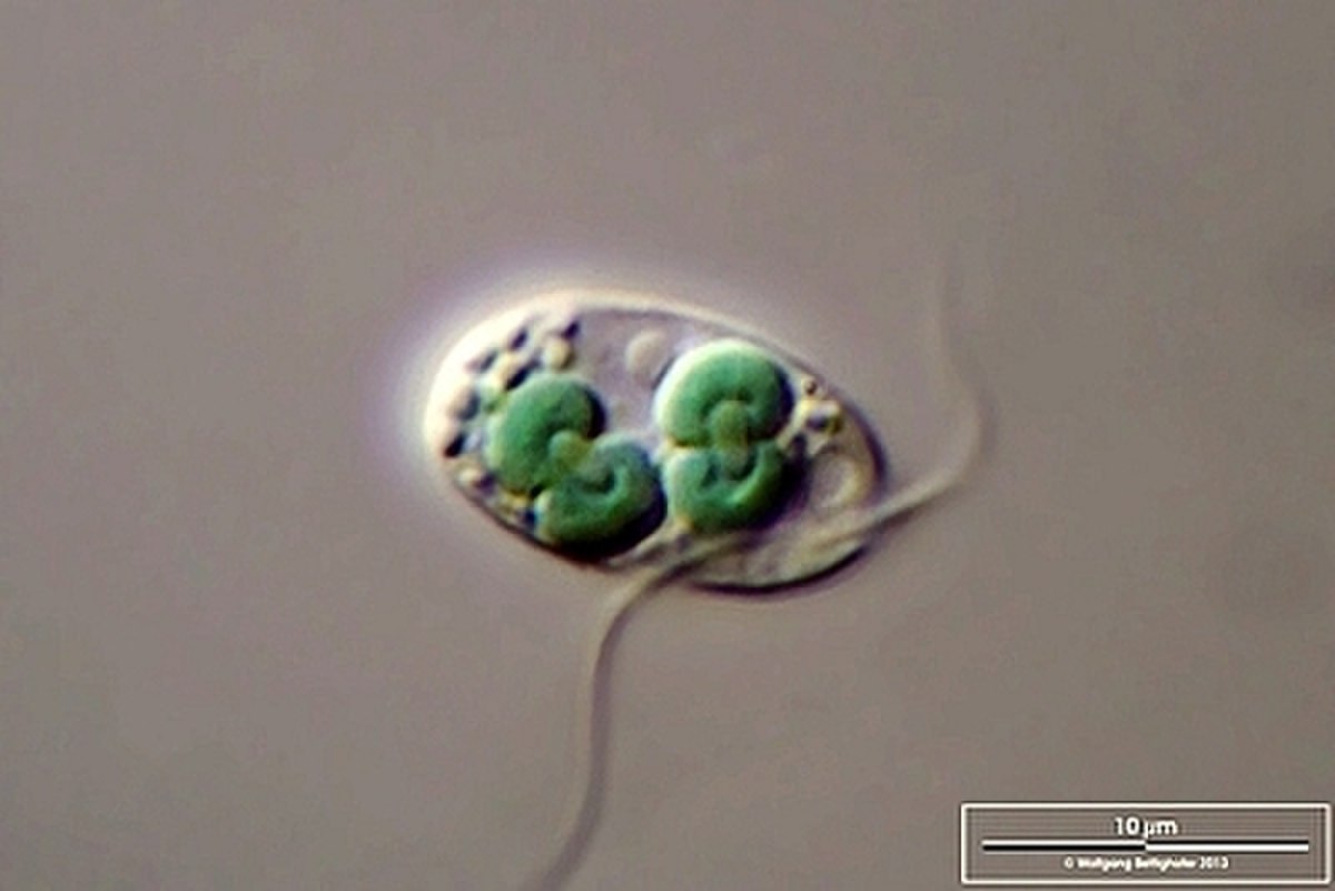 Cyanophora paradoxa