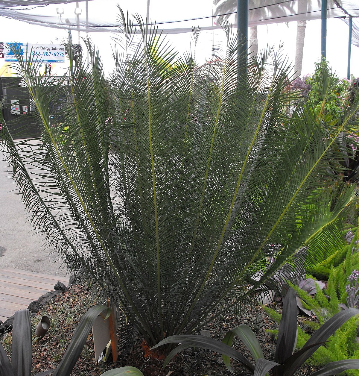 Cycas panzhihuaensis