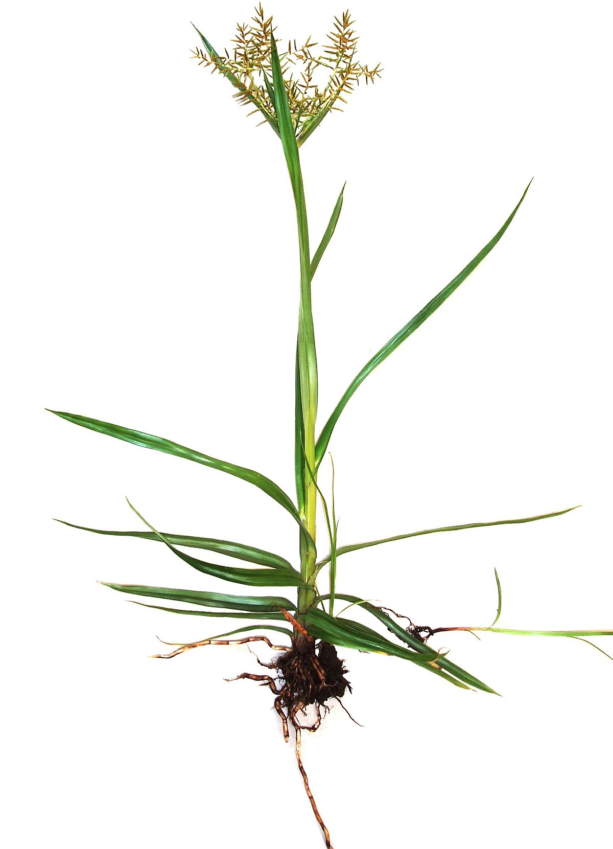 Cyperus esculentus