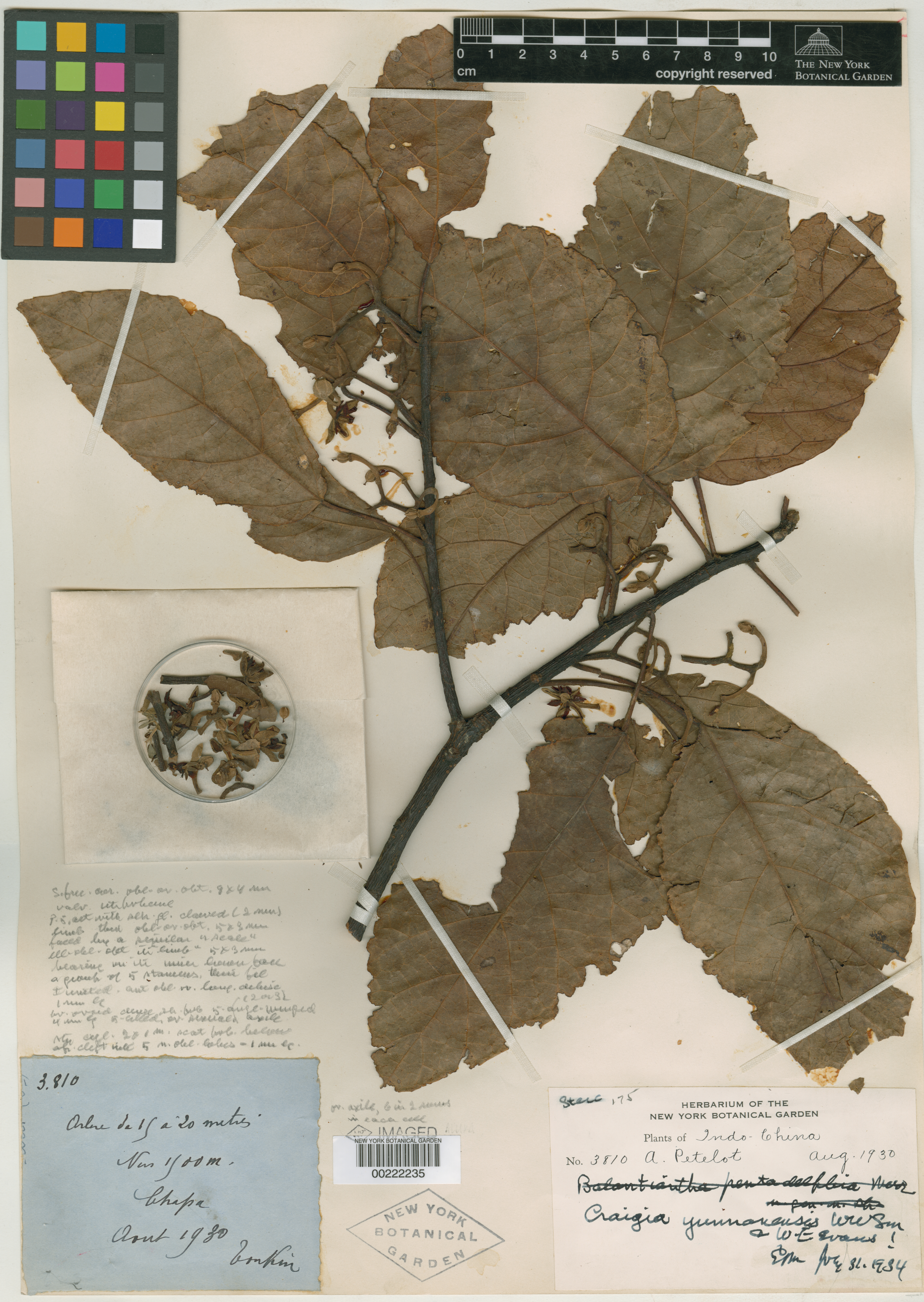 Craigia yunnanensis