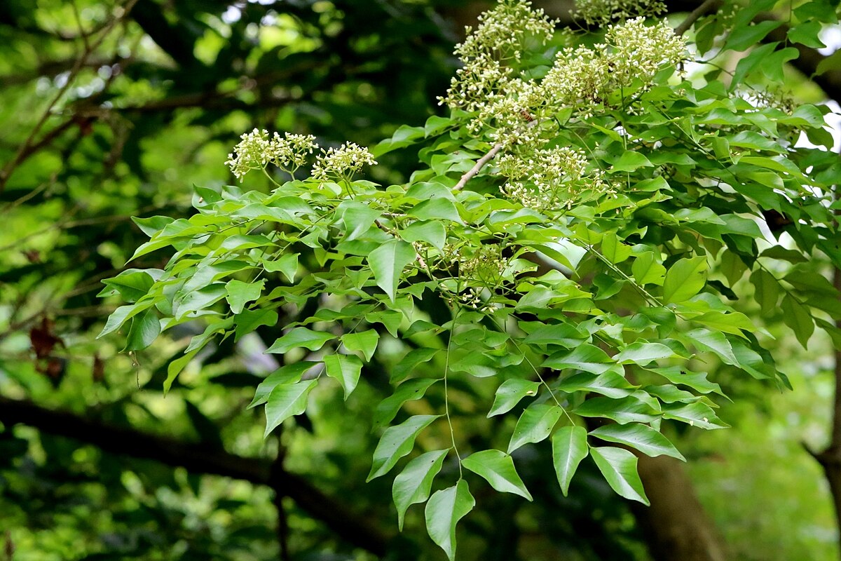 Dalbergia odorifera