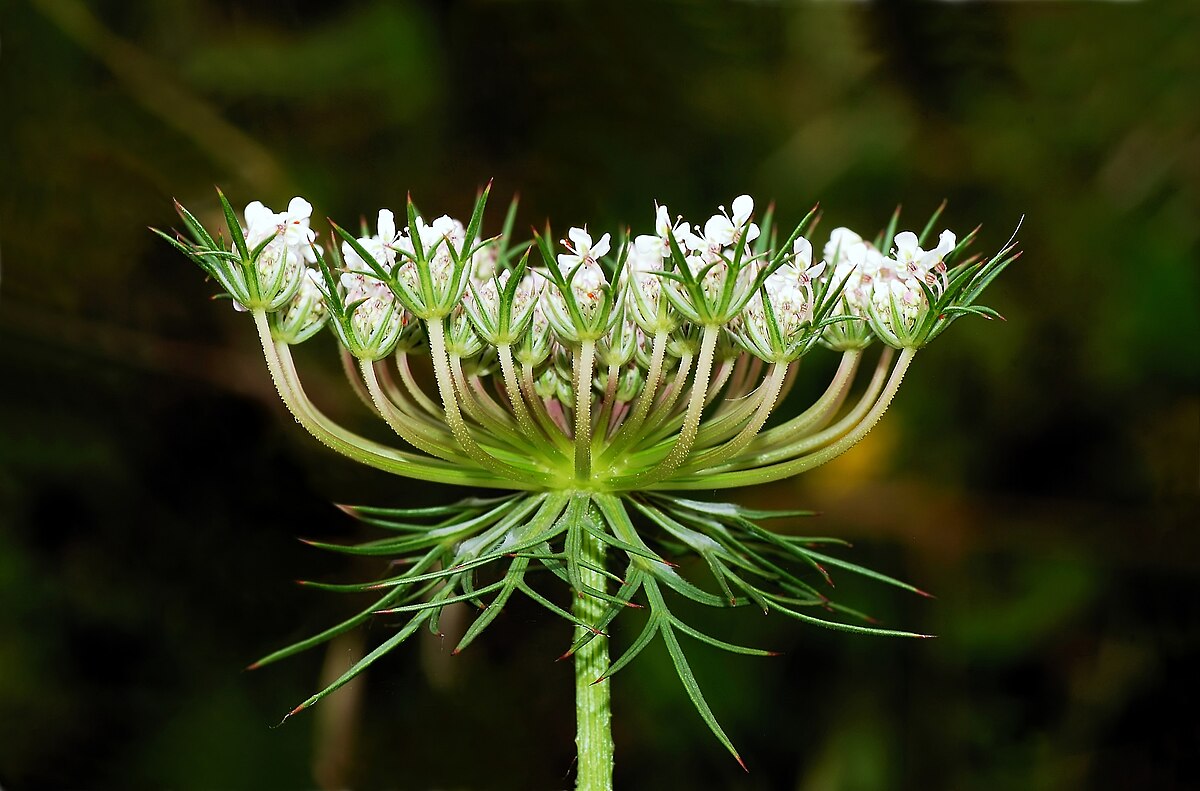 Daucus carota DH13M14