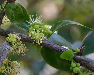 Dovyalis caffra
